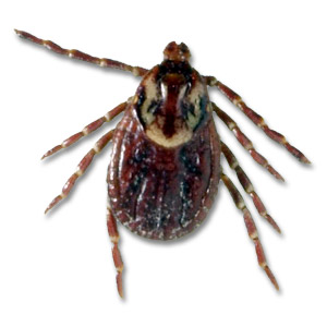 Adult female dog tick