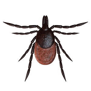 Adult female deer tick