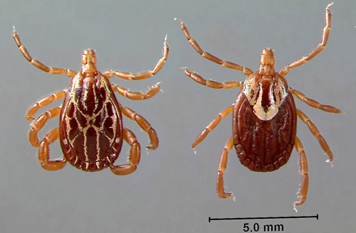 Adult male (left) and female (right) Gulf Coast ticks