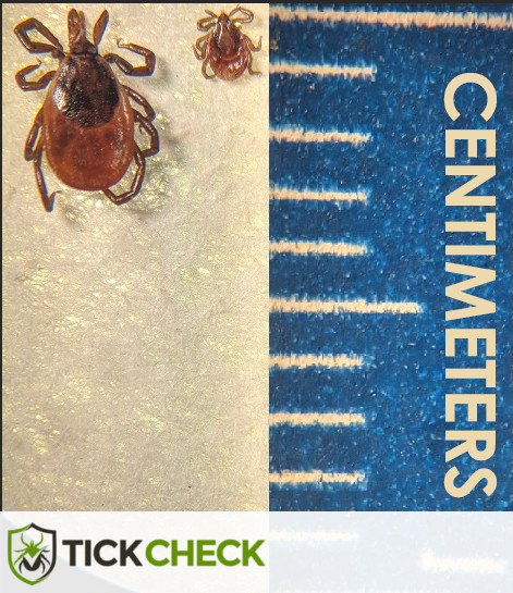 Actual size of an adult female deer tick and nymph deer tick