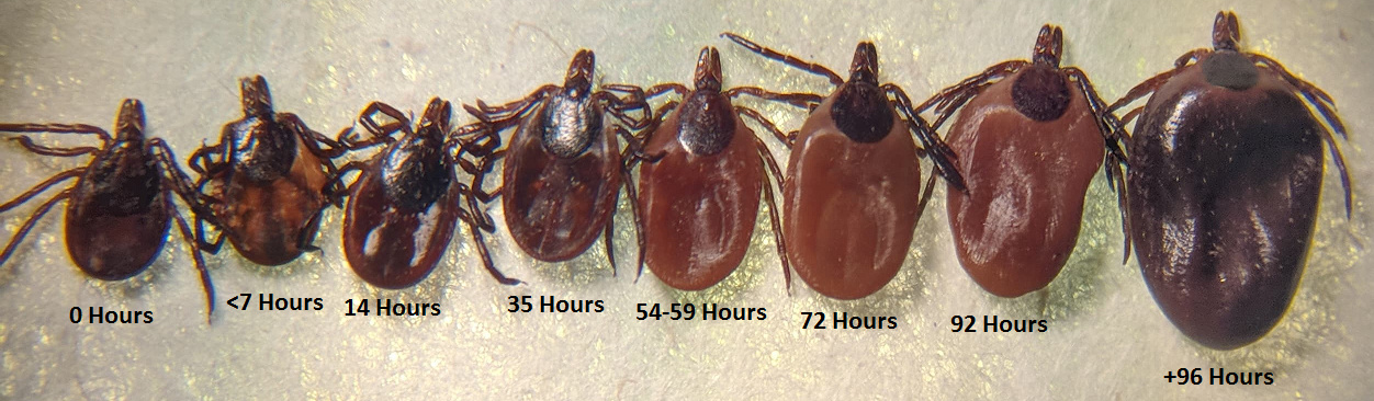 Female deer tick engorgement over time.