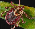 American Dog Tick