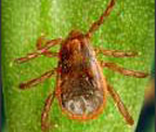 Brown Dog Tick