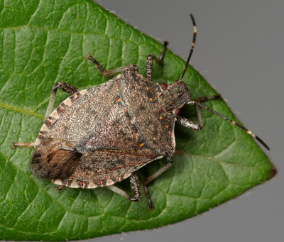 Brown marmorated stink bug