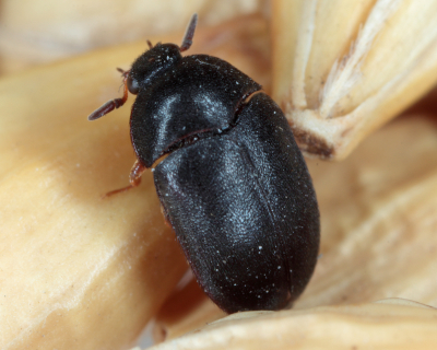 Carpet beetle