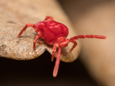 Clover mite