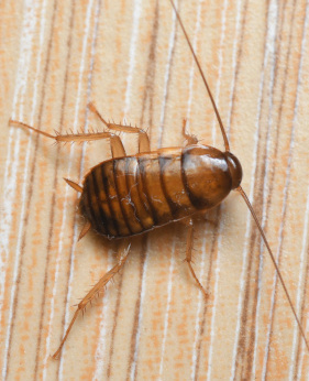 Cockroach (nymph stage)