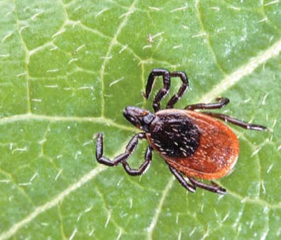 Tick Identification Chart