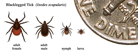 Sizes of the deer tick's various life stages