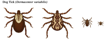 Sizes of the dog tick's various life stage