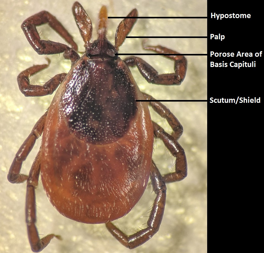 Tickcheck Com Anatomy Of A Female Deer Tick Tick Testing Information