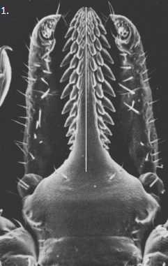 Adult Female I. scapularis Hypostome