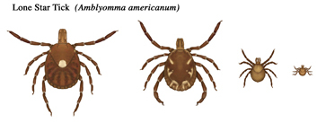 Lone star tick life stages