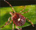 Lone-Star Tick Lone-Star Tick