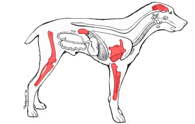 Joints and organs affected by Lyme disease in dogs