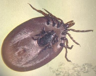 Male and Female Ticks