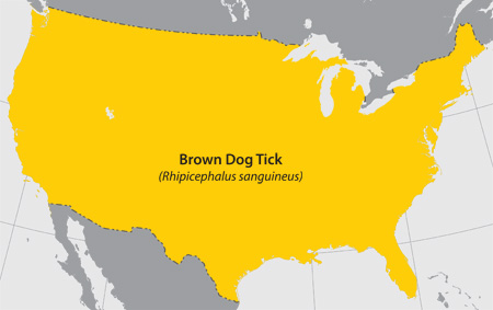 Map of brown dog tick distribution Map of Brown Dog Tick distribution
