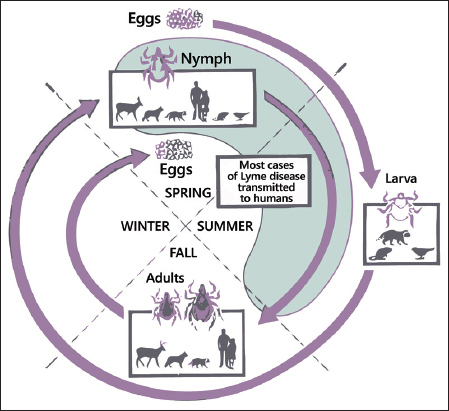 Deer Tick Life-Cycle and Active Periods