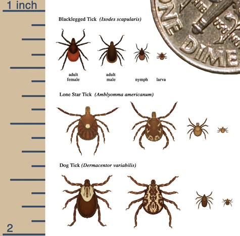 Tick life stage identification