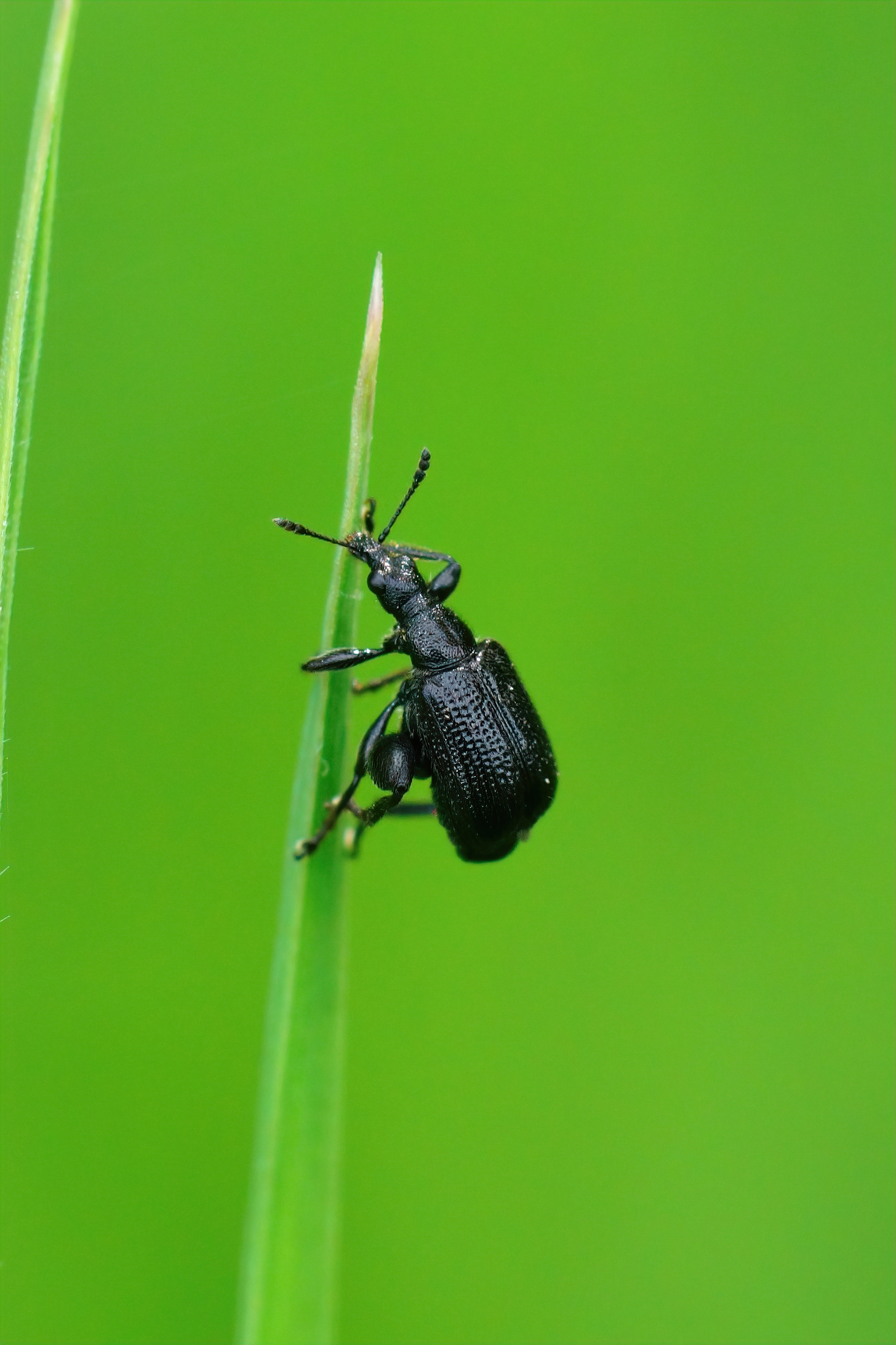 ticks with brown shell