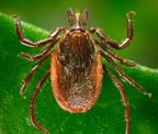 Western Black Legged Tick