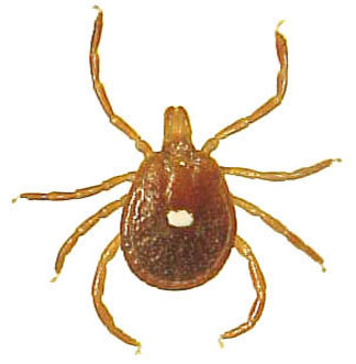 Adult female lone star tick